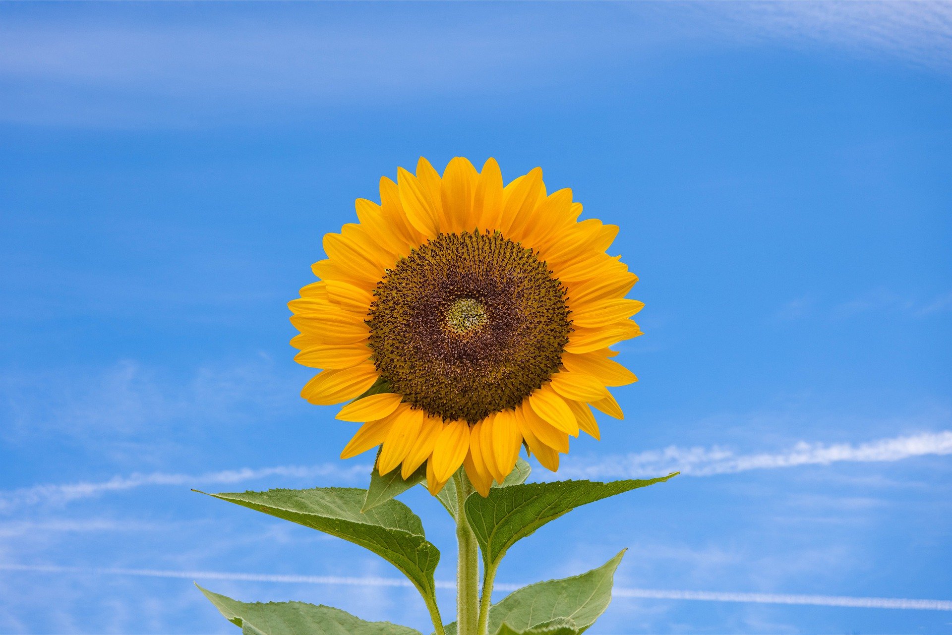 flowers-g9a65622f4_1920