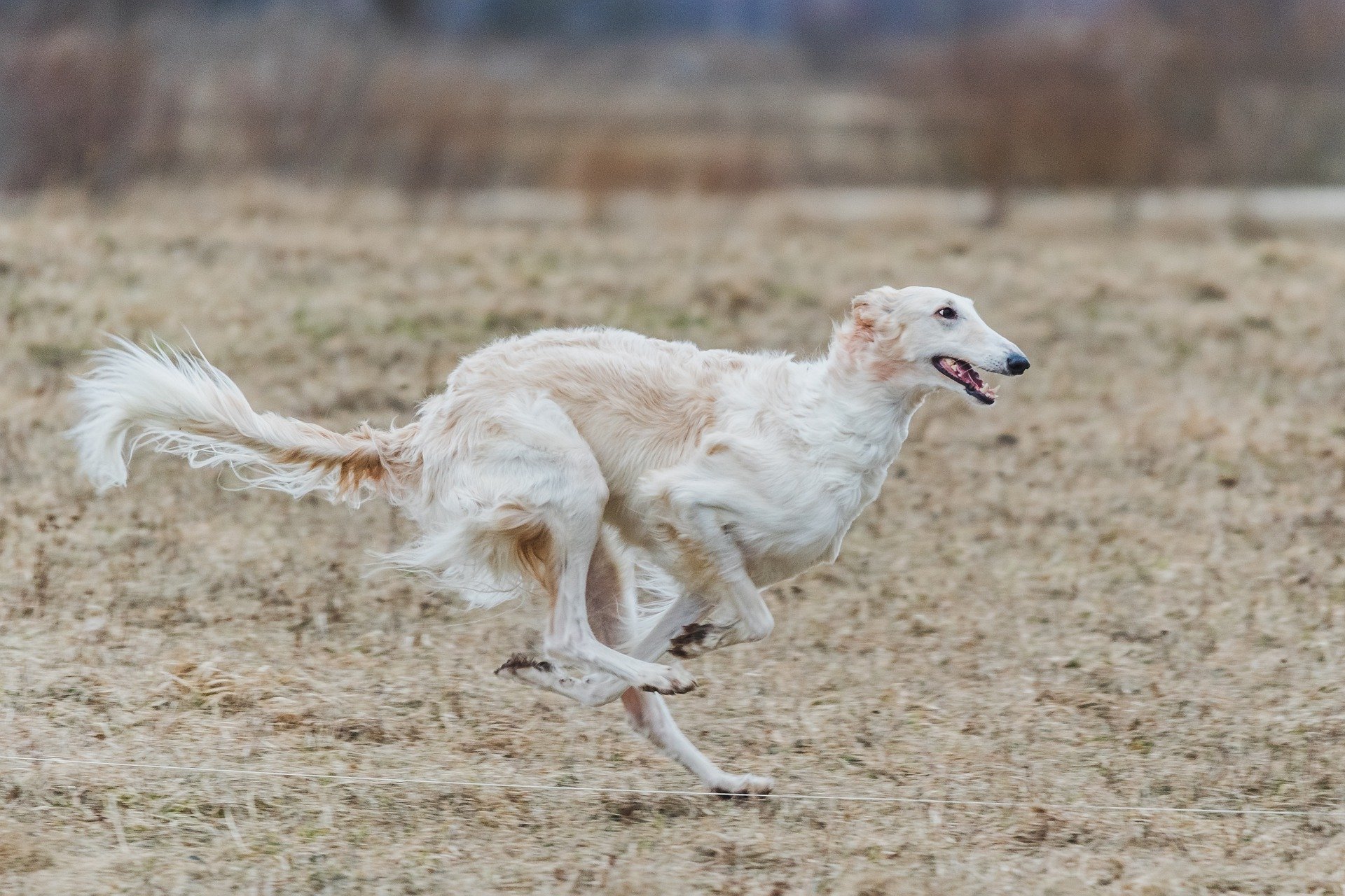 russian-borzoi-g3af6e27de_1920